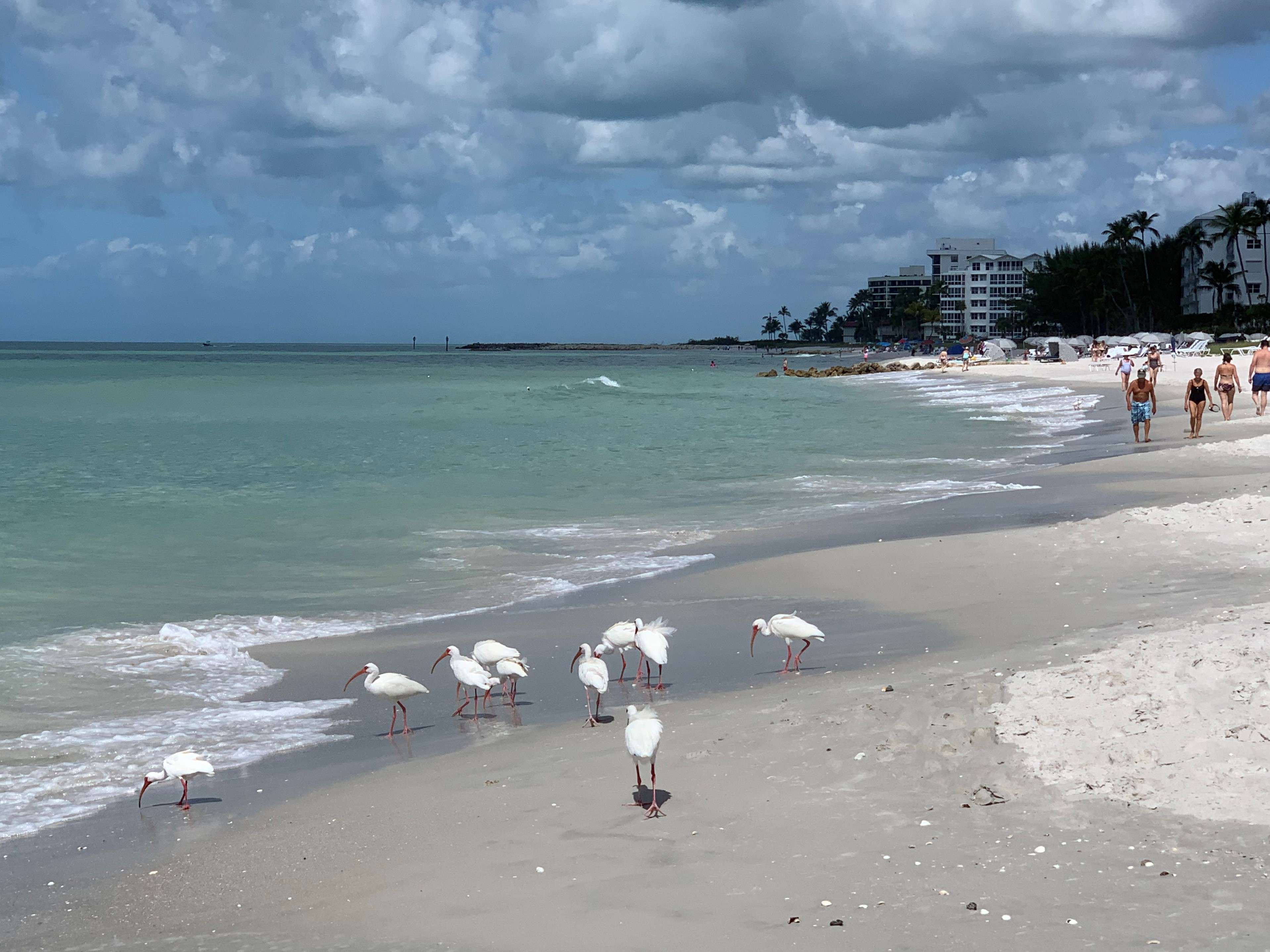 Naples beach with birds